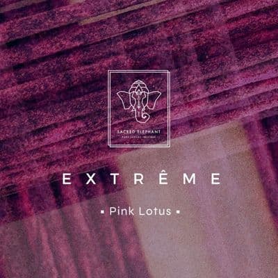 Pink lotus. Dularfull, sæt og viðarkennd